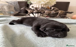 Labrador Retriever dogs for sale: Perfect lab puppy’s  - Image 10