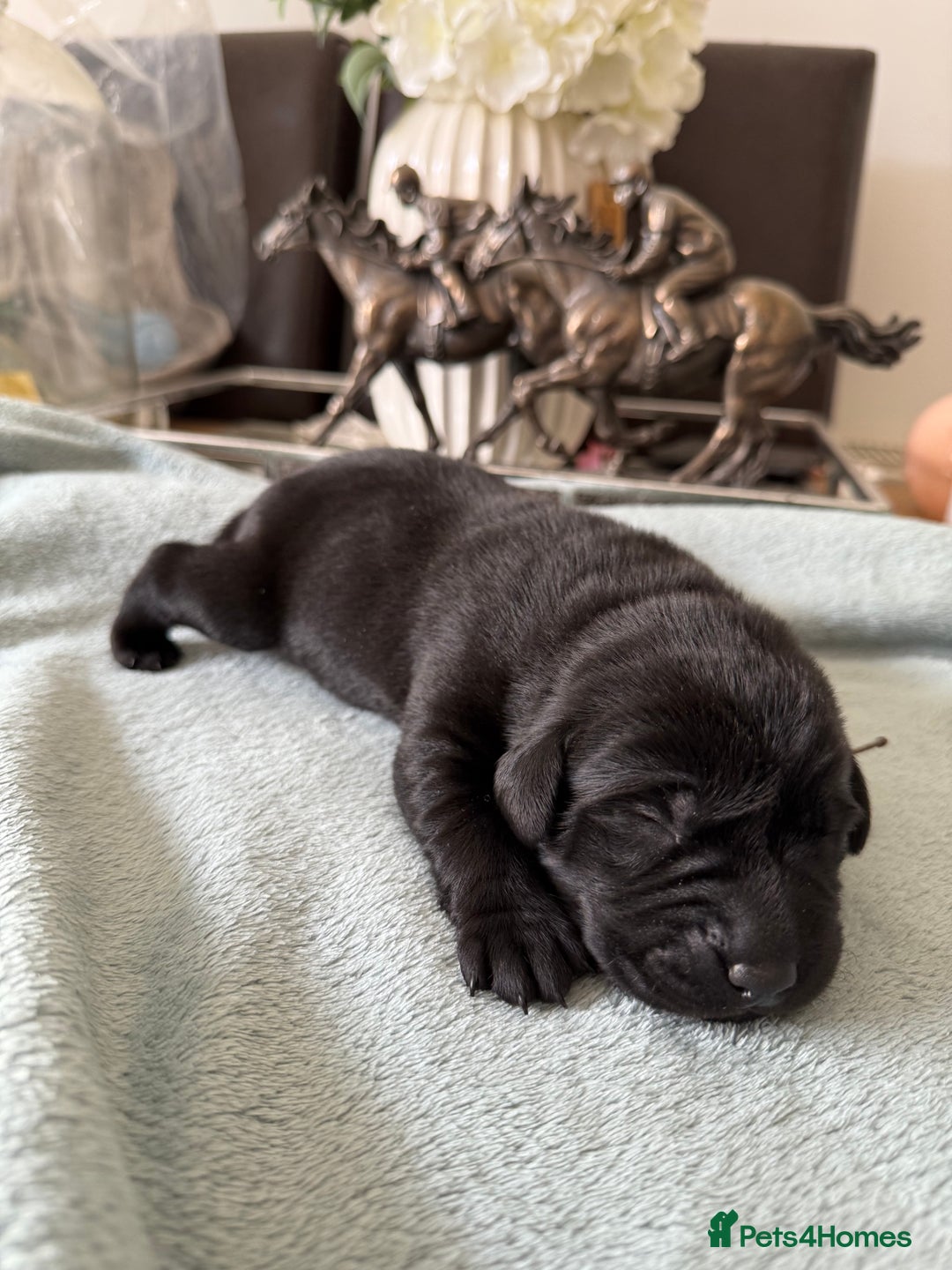 Labrador Retriever dogs for sale: Perfect lab puppy’s  - Image 10