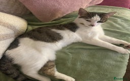 Mixed Breed cats for sale: 2 beautiful female cats looking for new home  - Image 4