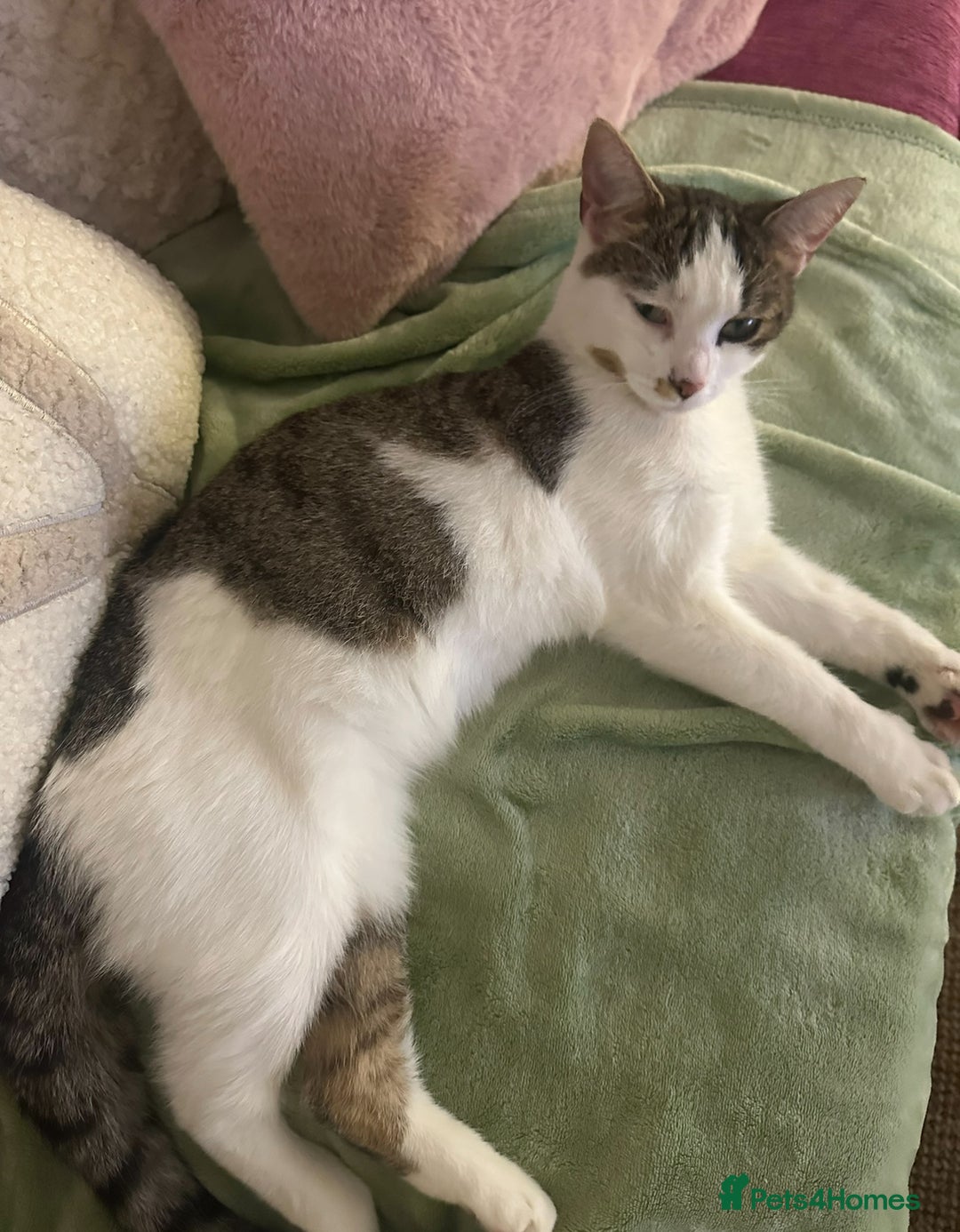 Mixed Breed cats for sale: 2 beautiful female cats looking for new home  - Image 4