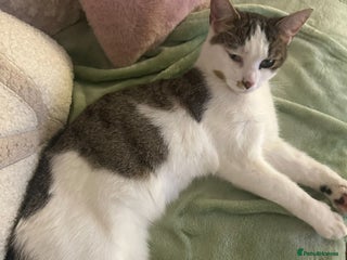 Mixed Breed cats - Advert 16