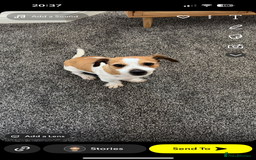 Jack Russell dogs for sale: Jack russel - Image 1