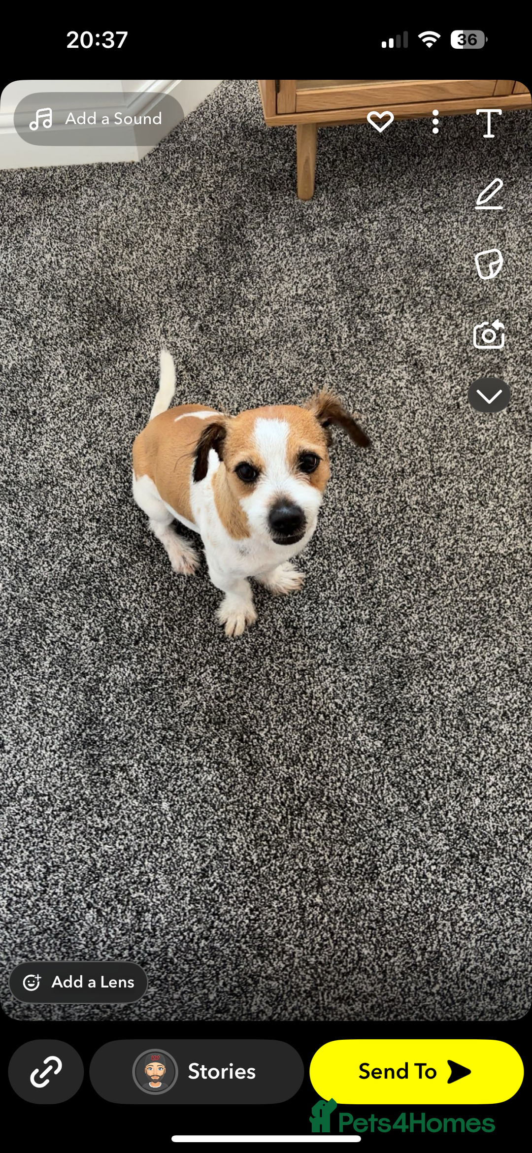 Jack Russell dogs for sale: Jack russel - Image 1