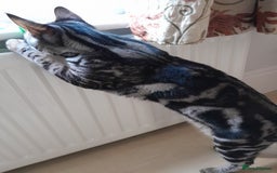 Savannah cats for sale: Full Pedigree & TICA Reg F5 Marble Savannah Kitten - Image 3