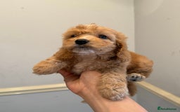 Cockapoo dogs for sale: Toy Cockapoo Puppies  - Image 5