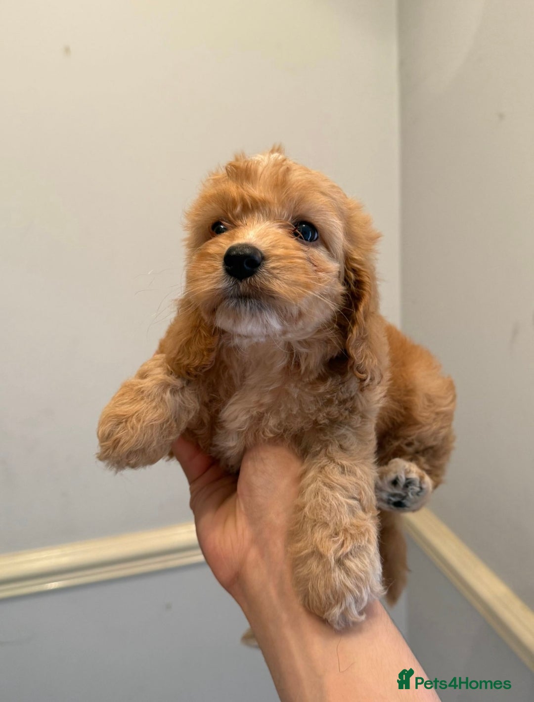 Cockapoo dogs for sale: Toy Cockapoo Puppies  - Image 5