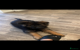 German Shepherd dogs for sale: German shepherd  - Image 4