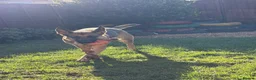 German Shepherd dogs for sale: German Shepherd Female, 2 and half years old in Corby - Advert 8