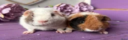Guinea Pig rodents for sale: Pair Of Pedigree Teddy Boars - Advert 1