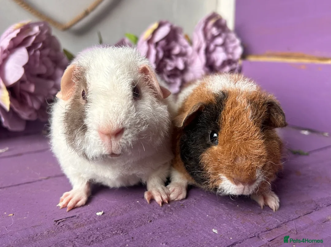 Guinea Pig rodents for sale: Pair Of Pedigree Teddy Boars - Advert 1
