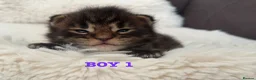 Maine Coon cats for sale: CHAMPION LINE MAINE COON KITTENS  - Advert 12