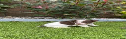 Jack Russell dogs for sale: Gorgeous Miniature Jack Russell Puppies  - Advert 6