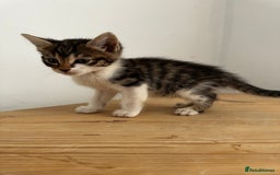 Bengal cats for sale: Mixed Bengal x Tabby - Image 8