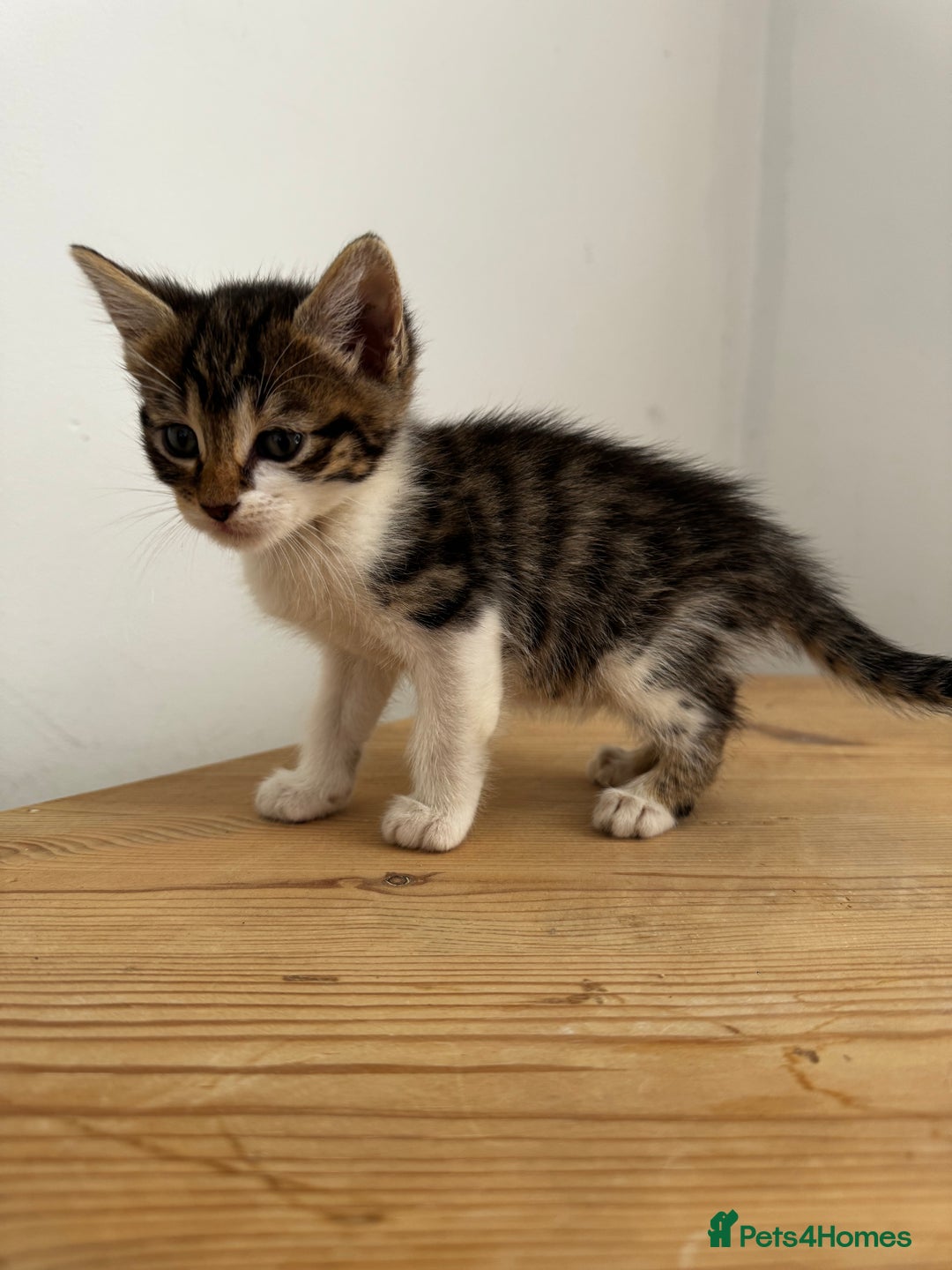 Bengal cats for sale: Mixed Bengal x Tabby - Image 8