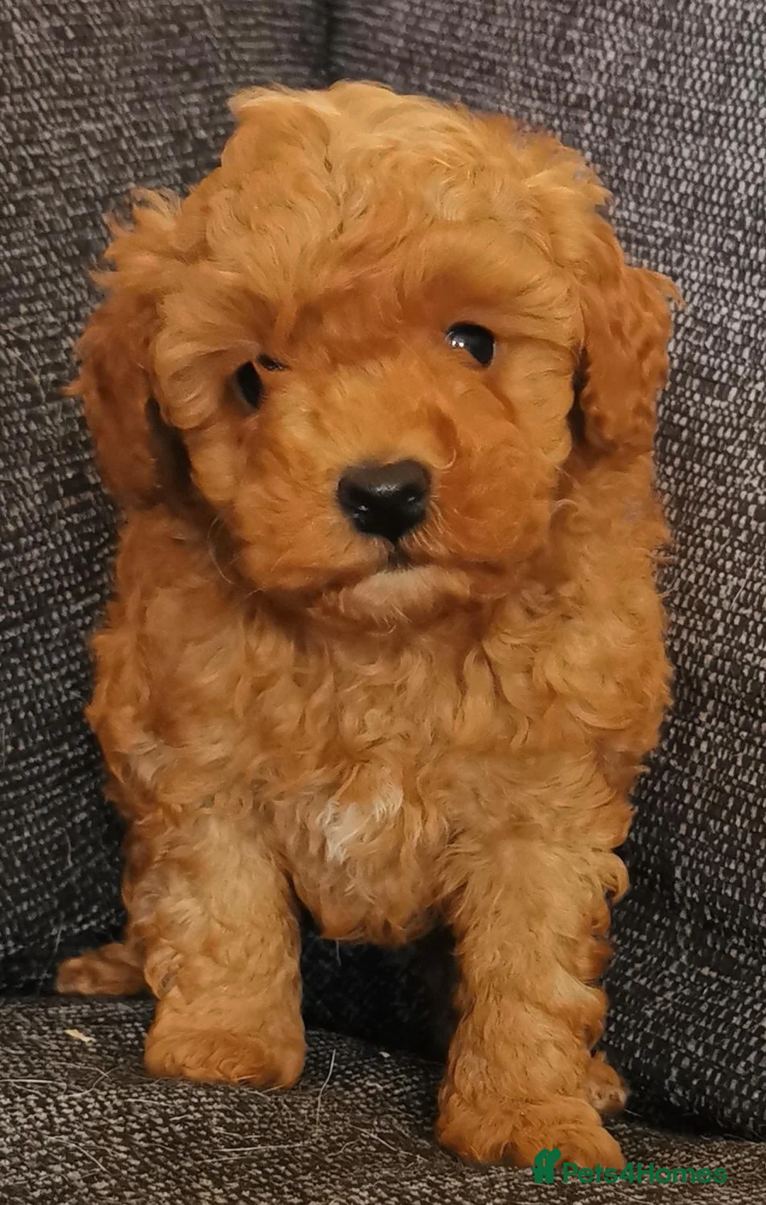 Toy Poodle dogs for sale: Quality KC Genetically health tested toy poodles  - Advert 1