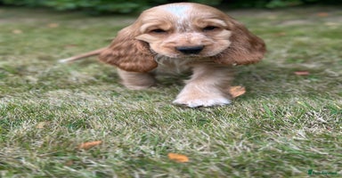 Cocker Spaniel dogs - Advert 11