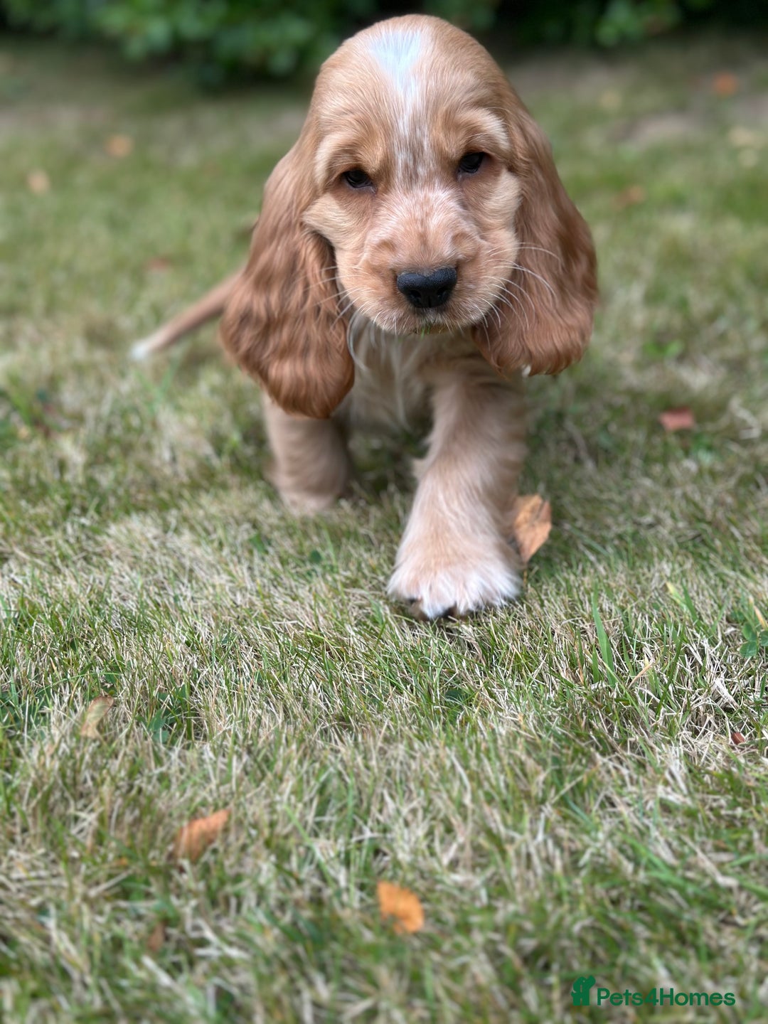 Cocker Spaniel dogs for sale: STUNNING Rizi Bizi sired Cocker puppies DNA Tested - Image 6
