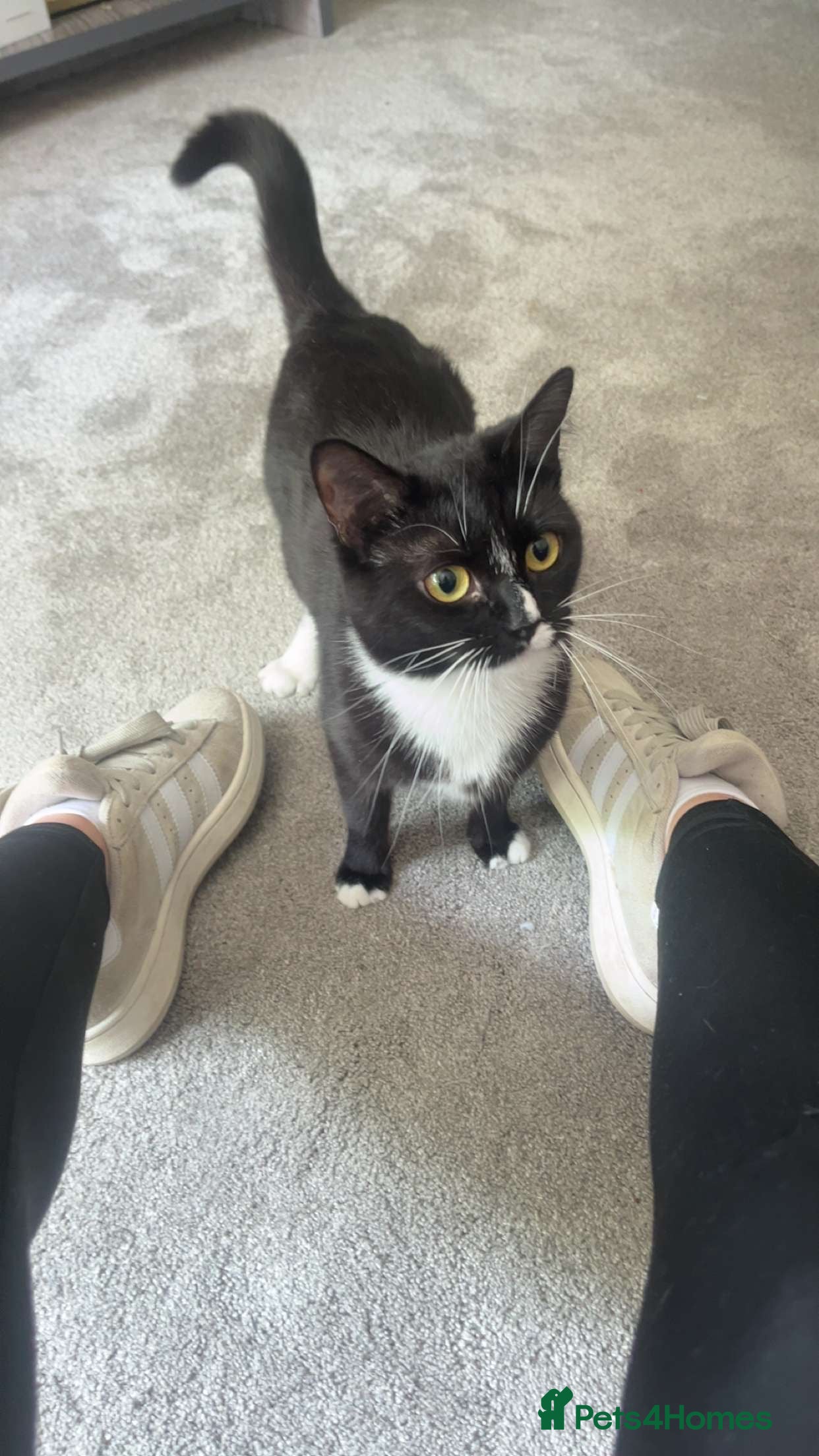 Mixed Breed cats for sale: tuxedo male kitten for sale! - Advert 5