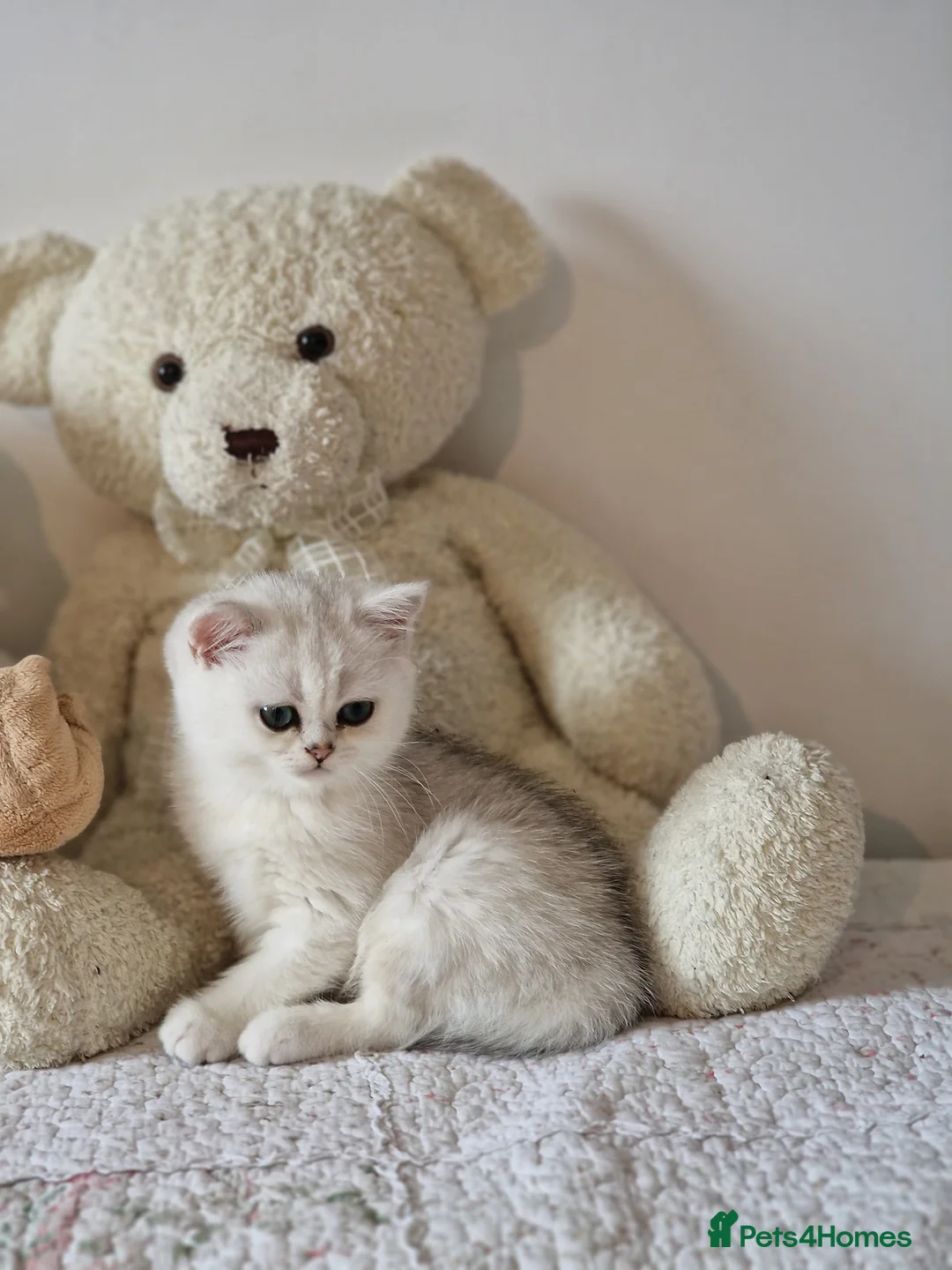 British Shorthair cats for sale: Pedigree British Short Hair Kittens  - Advert 2