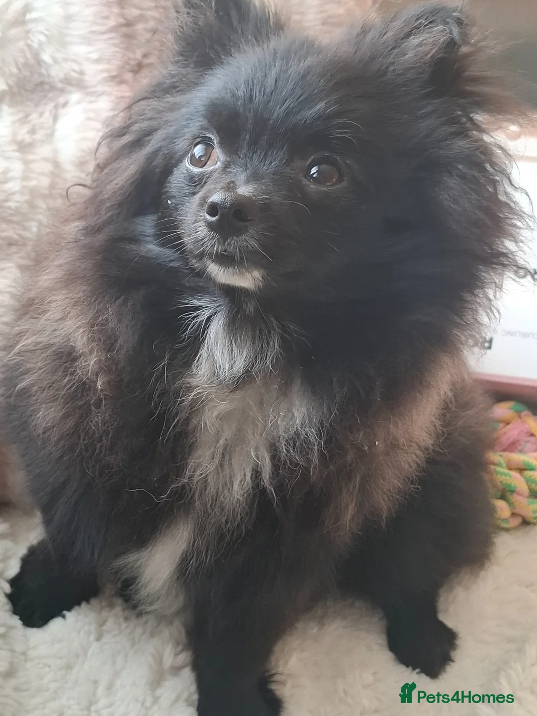 Pomeranian dogs for sale: Pomeranian girl  - Advert 1