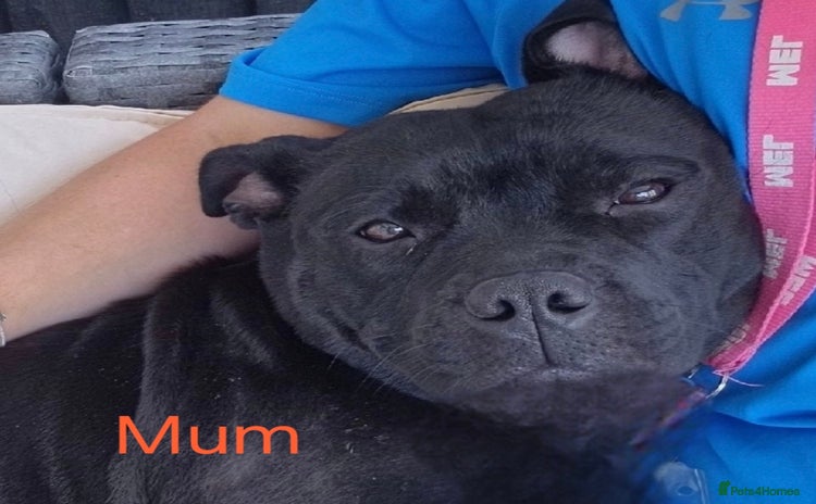 Staffordshire Bull Terrier dogs - Advert 10