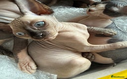 Sphynx cats for sale: Sphynx seal point girl  - Image 3