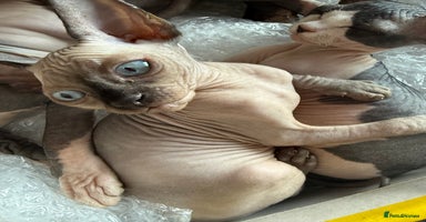 Sphynx cats - Advert 9