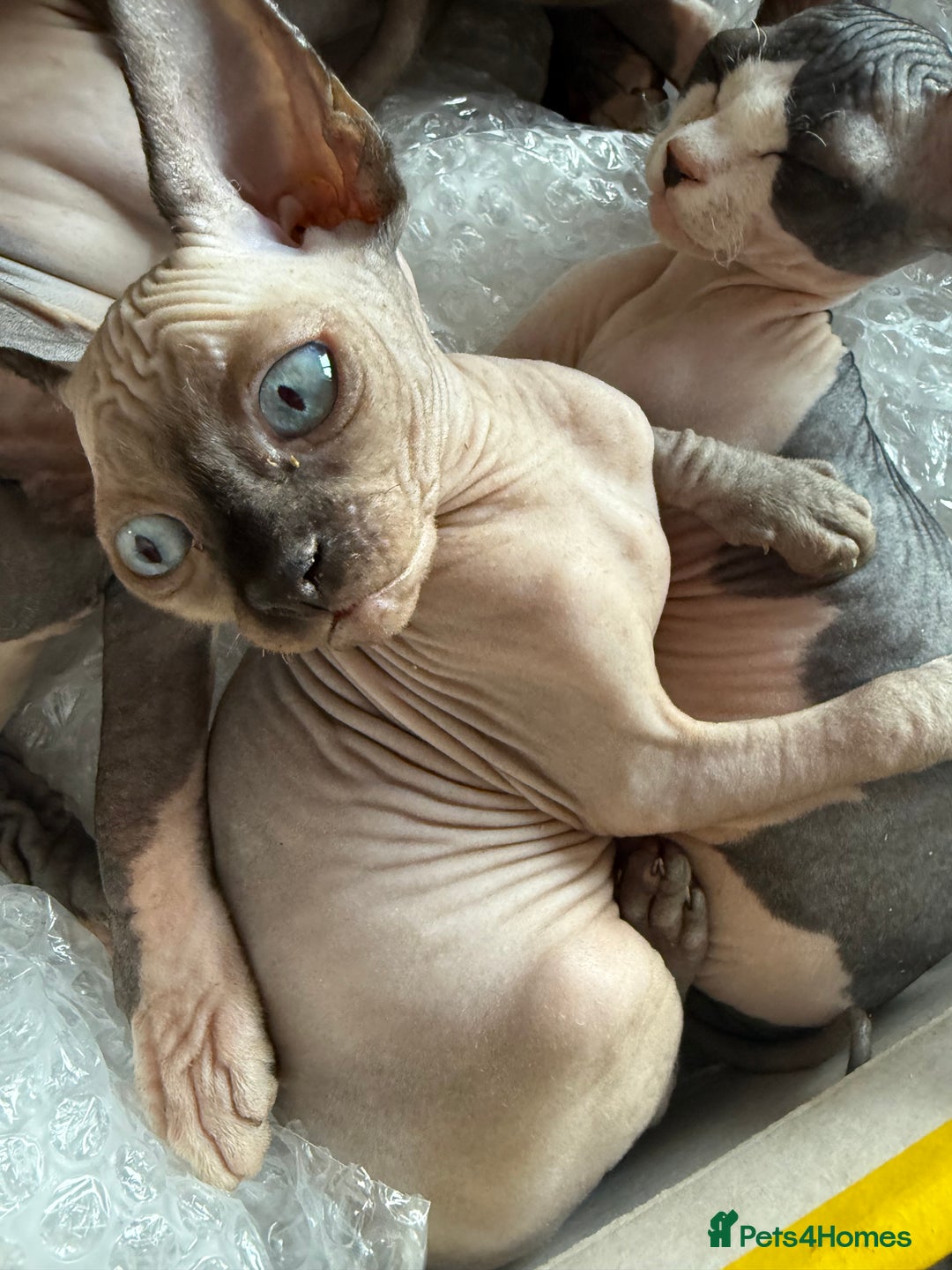 Sphynx cats for sale: Sphynx seal point girl  - Image 3