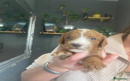 Cavapoo dogs for sale: F1b cavapoos  - Image 8