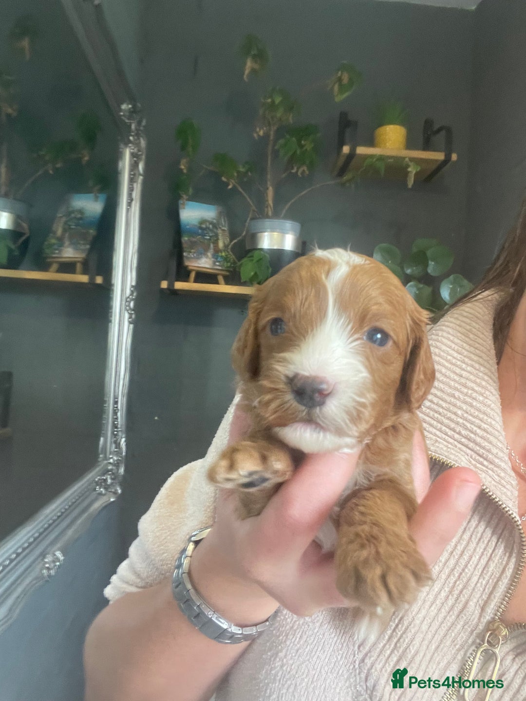 Cavapoo dogs for sale: F1b cavapoos  - Image 8