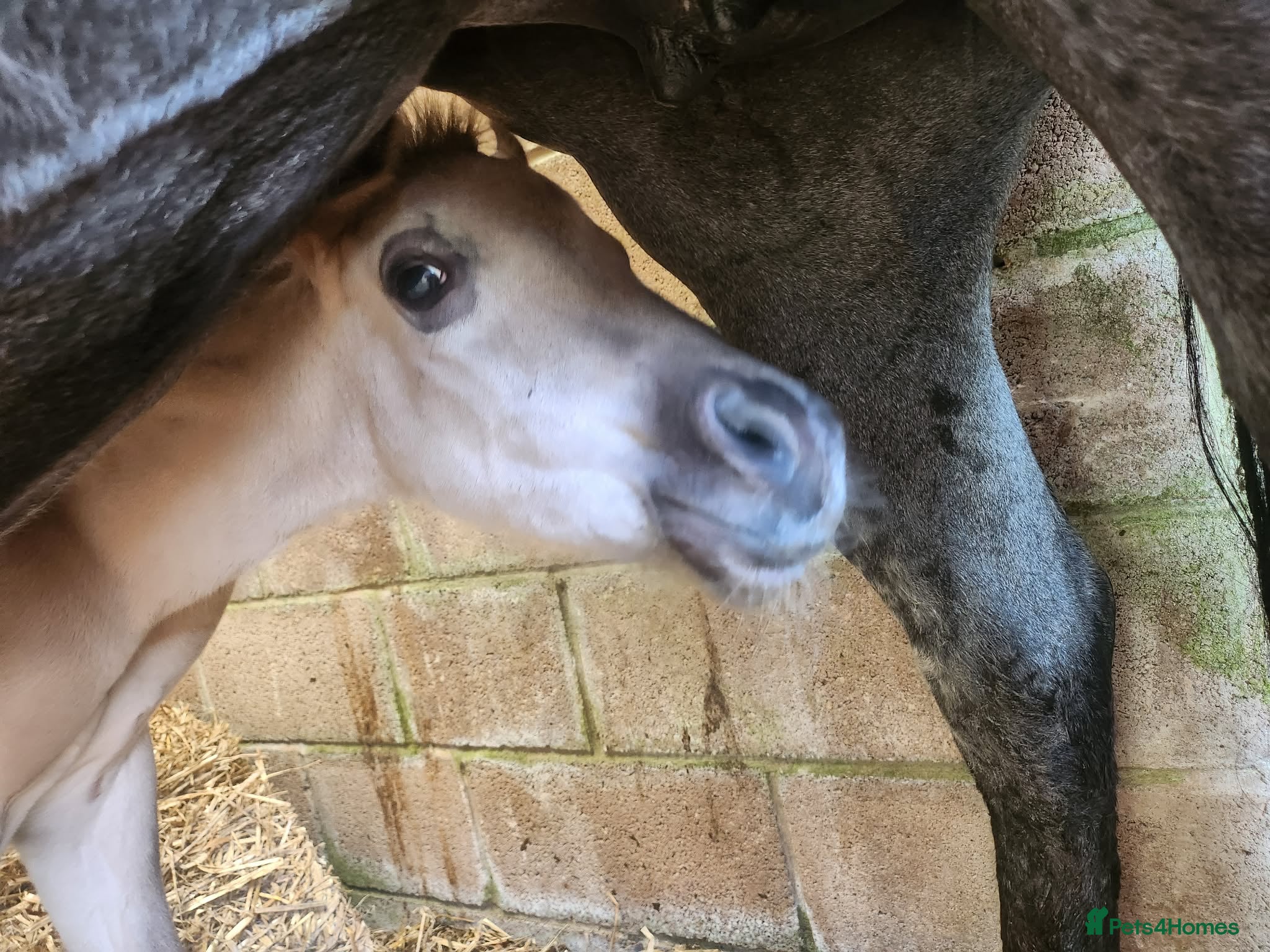 American Quarter horses for sale: QH Filly searching for superior dwelling & staff - Advert 1