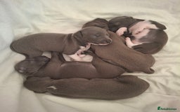 Italian Greyhound dogs for sale: Classic Italian greyhound babies  - Image 15