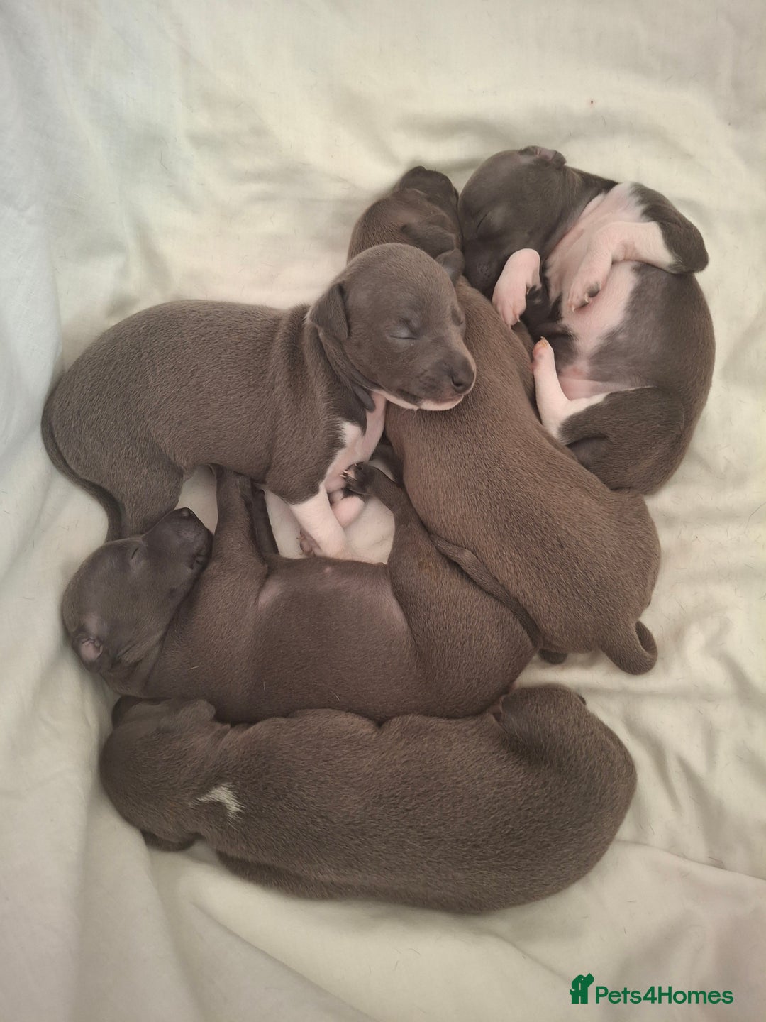 Italian Greyhound dogs for sale: Classic Italian greyhound babies  - Image 15