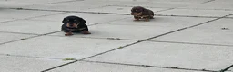 Miniature Dachshund dogs for sale: Miniature dachshund puppies  - Advert 6
