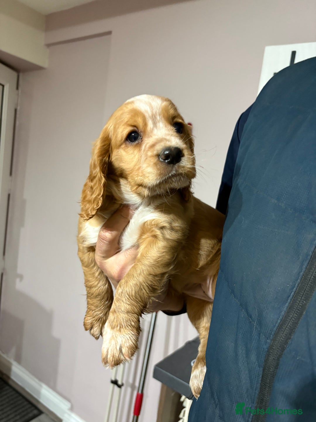 Cocker Spaniel dogs for sale: Four beautiful cocker spaniel girls - Advert 3