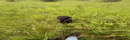Labrador Retriever dogs for sale: Well trained 10month girl in Seaham - Advert 5