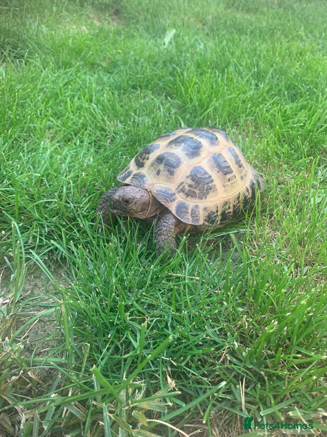 Tortoise reptiles for sale: Horsefield Tortoise - Image 2