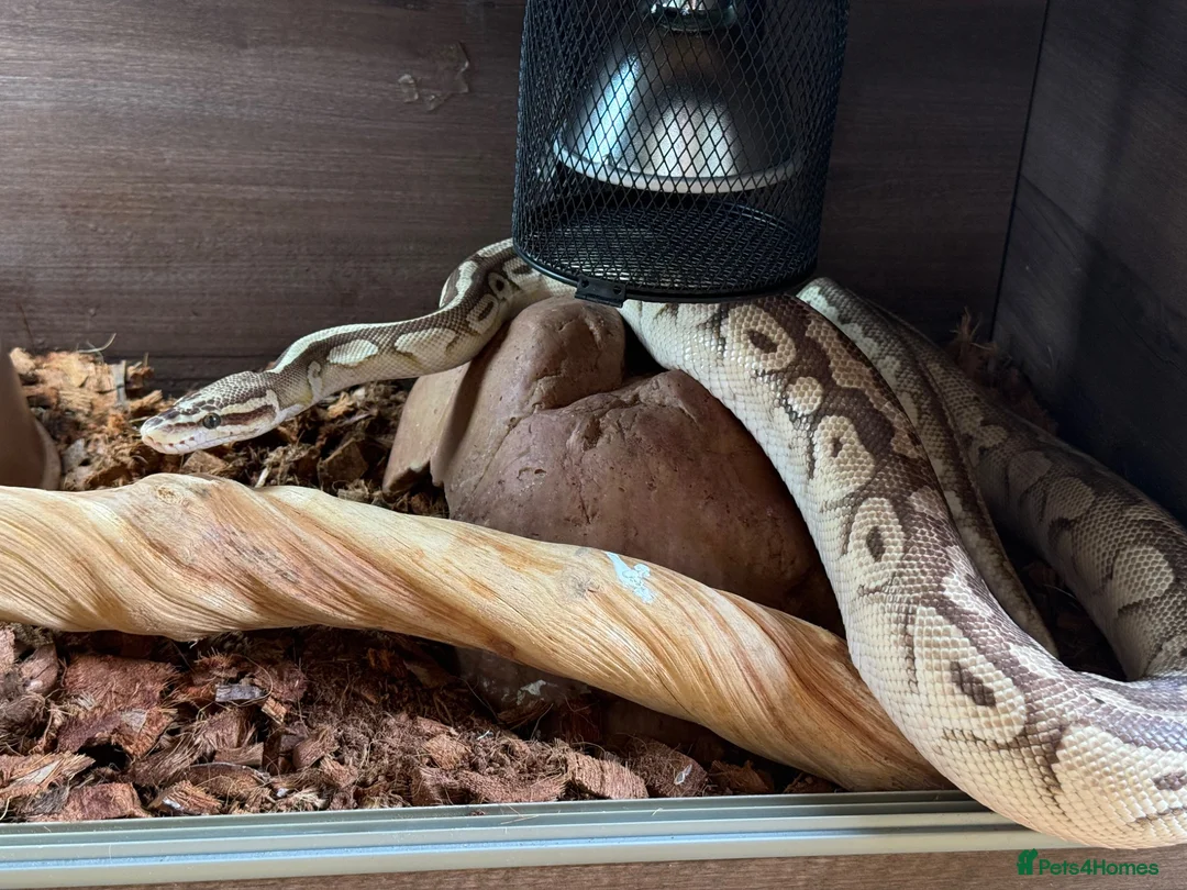 Python Snake reptiles for sale: Ball Python (Male) with Full Setup – Approx. 6Yrs in Derby - Advert 1
