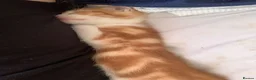 Mixed Breed cats for sale: Ginger and white male kitten for sale - Advert 3