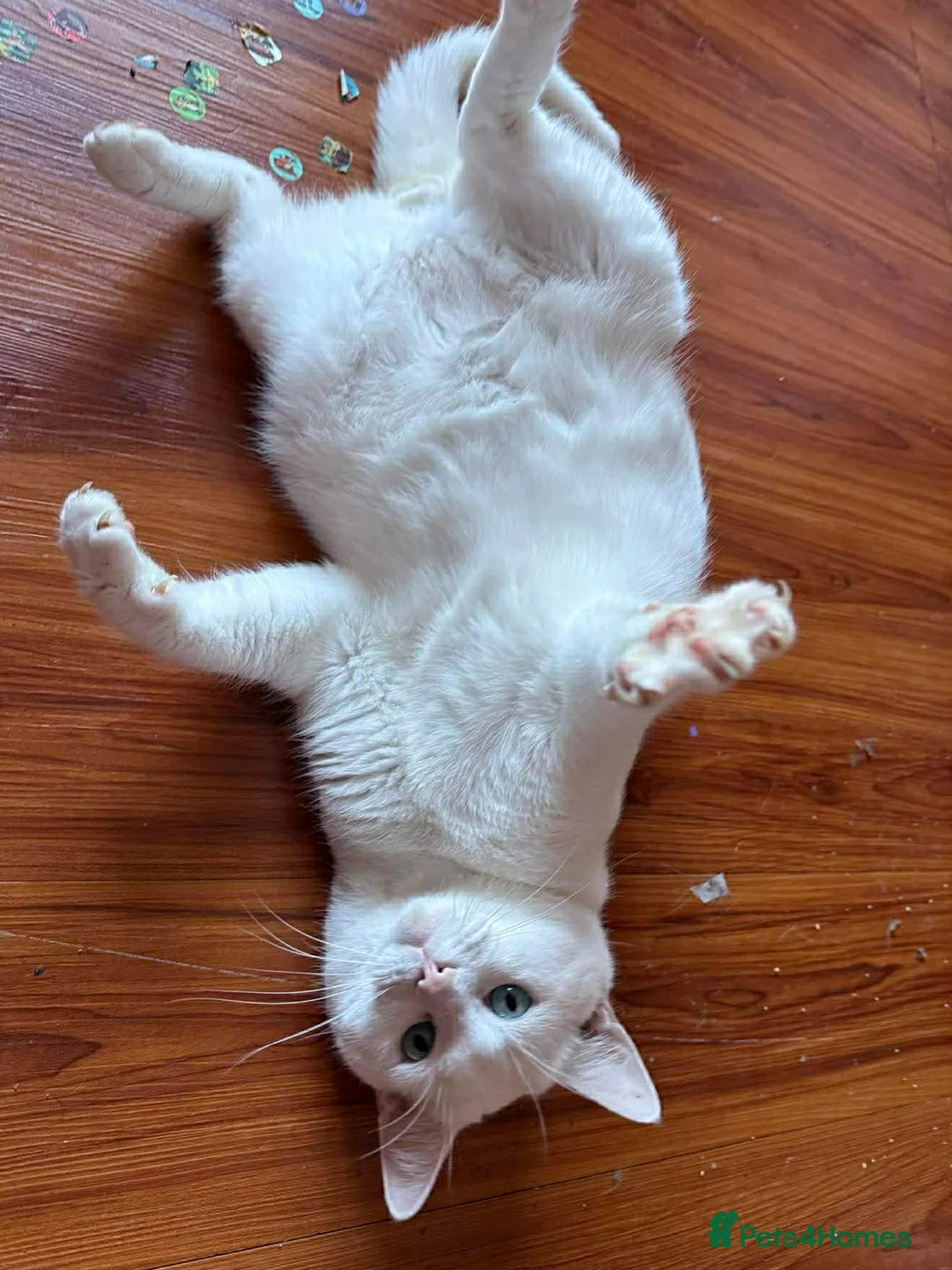 Mixed Breed cats for sale: Jax a loving cat in Hereford - Advert 2