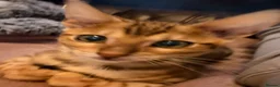 Bengal cats for sale: Stunning male Bengal  - Advert 9