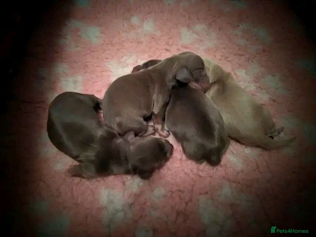 Miniature Dachshund dogs for sale: Gorgeous Miniature Dachshunds Puppies - Image 4