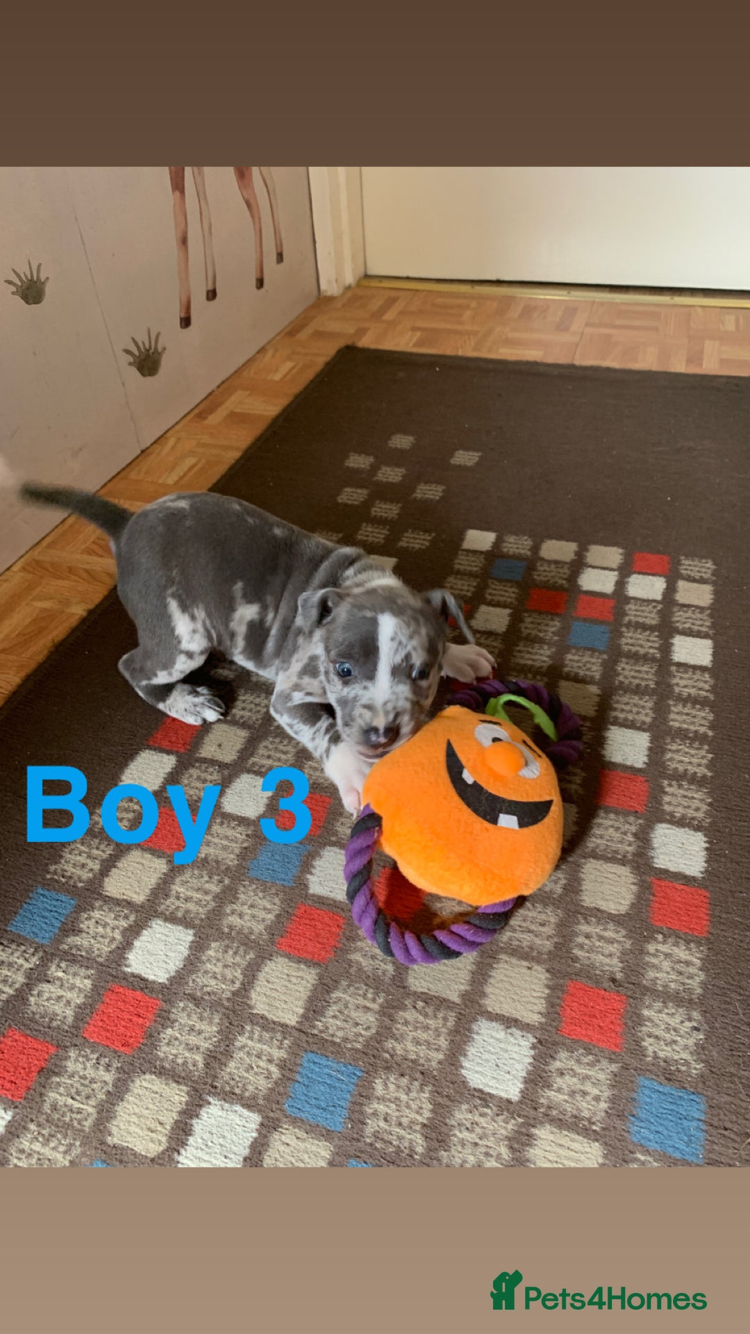 Staffordshire Bull Terrier dogs for sale: RARE BLUE MERLE STAFFORDSHIRE BULL TERRIER PUPPIES - Image 27
