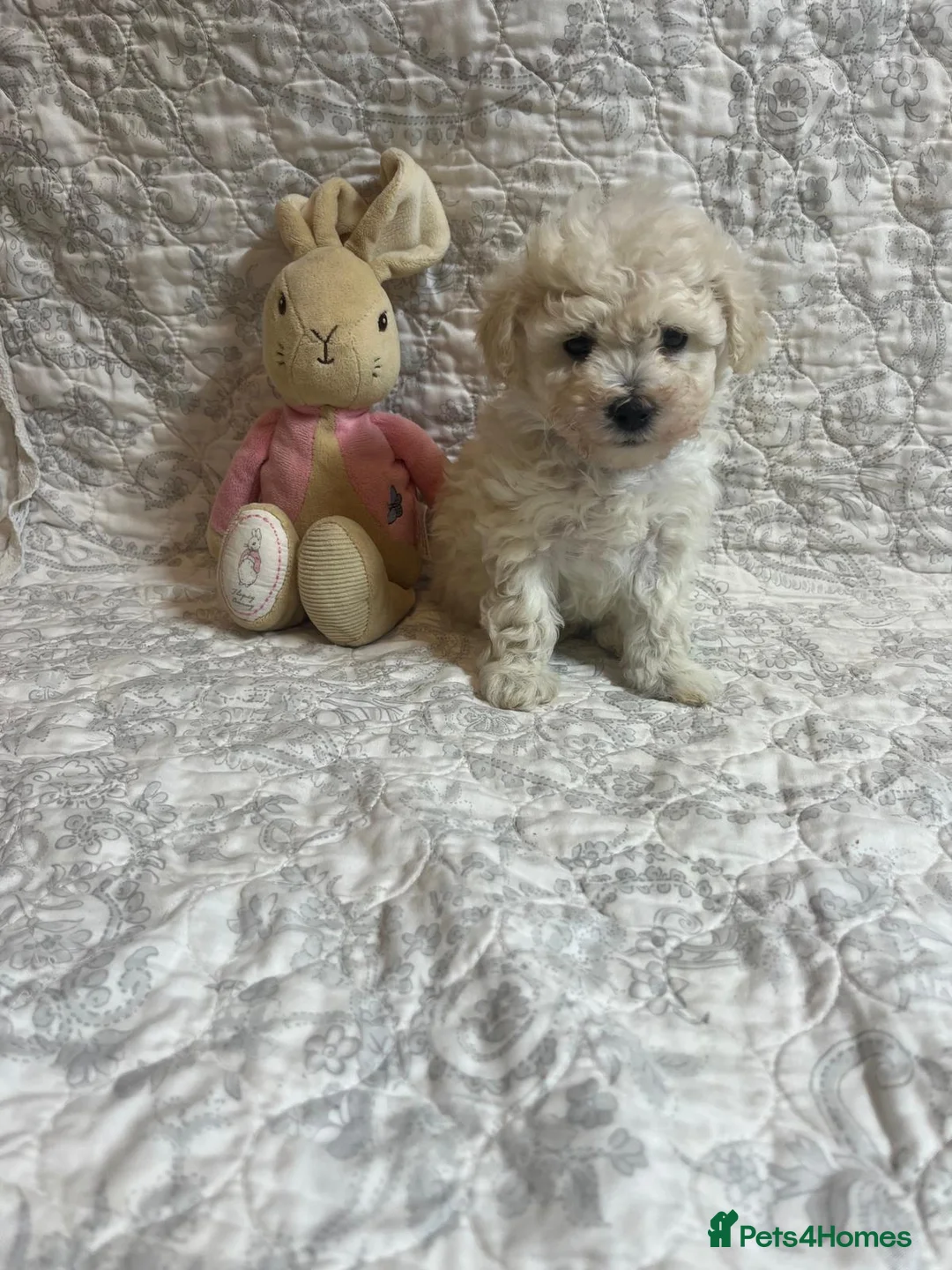 Maltipoo dogs for sale: 🤩 4 stunning f1 Maltipoo 🤩 - Advert 9