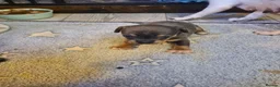 Chiweenie dogs for sale: Chihuaha X Dachshund - Advert 12