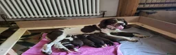 Sprocker dogs for sale: Sprocker Puppies. Ready now. - Advert 1