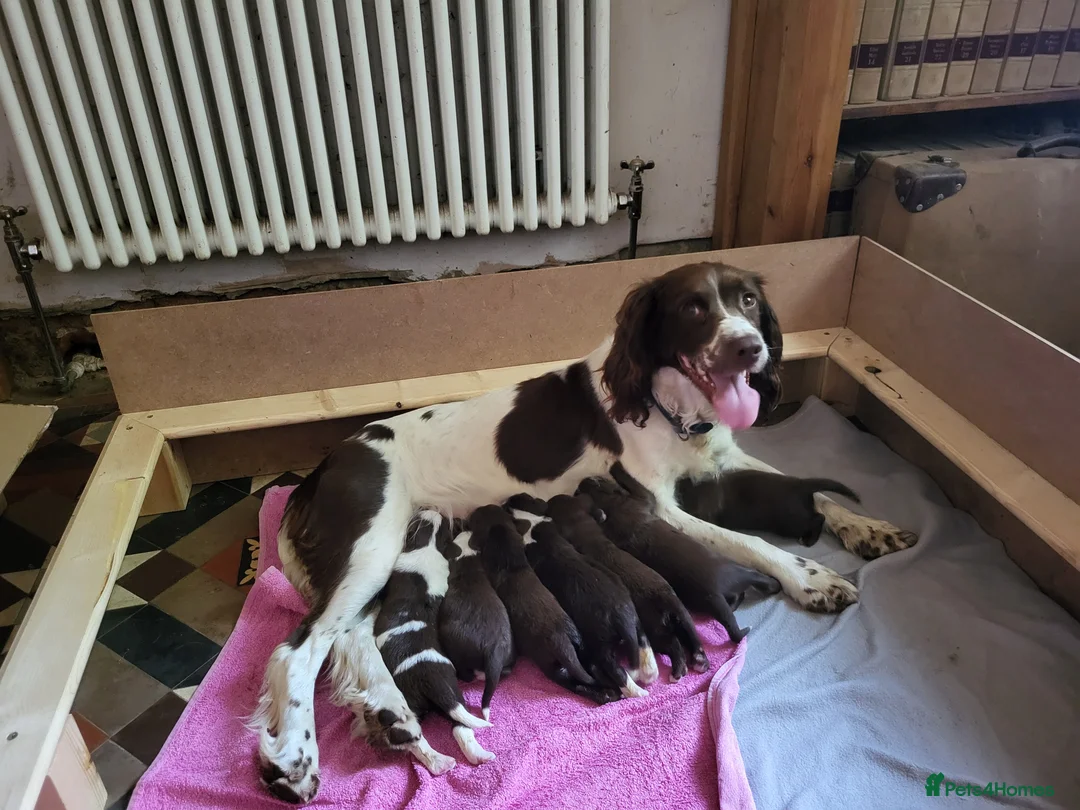 Sprocker dogs for sale: Sprocker Puppies. Ready now. - Advert 1