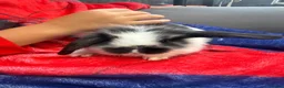 Mini Lop rabbits for sale: 4 adorable mini lops for sale  - Advert 3