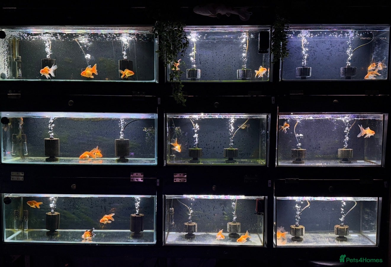 Goldfish fish Young Oranda Fancy goldfish for sale  - Advert 16
