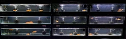 Goldfish fish for sale: Young Oranda Fancy goldfish for sale  - Advert 1